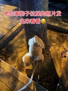 狗狗乱拉屎尿怎么办？科学训练有妙招（狗狗到处拉粑粑）