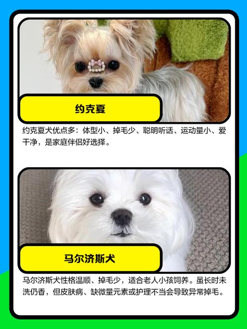 选聪明不掉毛狗狗？泰迪蝴蝶比熊雪纳瑞值得看（什么狗好养听话聪明又不掉毛）