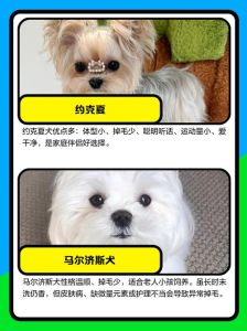 选聪明不掉毛狗狗？泰迪蝴蝶比熊雪纳瑞值得看（什么狗好养听话聪明又不掉毛）