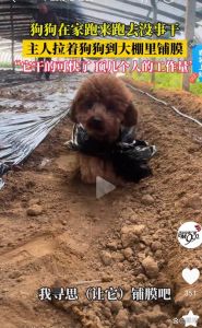 狗狗智取地膜，主人省心又高效（狗狗在家跑来跑去没事干帮主人拉地膜）