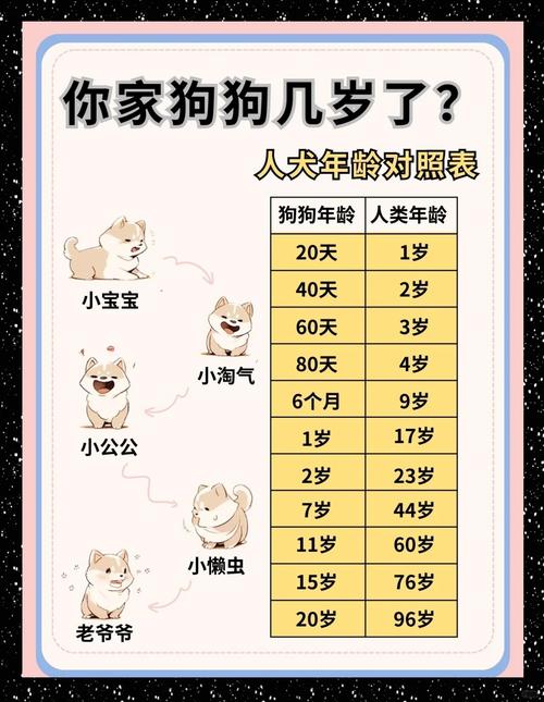 狗年换算成人龄并非固定值(狗四年相当于人几岁) 狗年换算成人龄并非固定值(狗四年相当于人几岁)