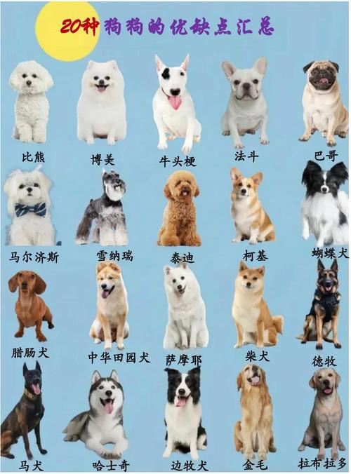 12种安静好养狗狗推荐(12种最适合懒人养的狗狗排行榜) 12种安静好养狗狗推荐(12种最适合懒人养的狗狗排行榜)
