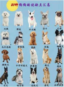 12种安静好养狗狗推荐（12种最适合懒人养的狗狗排行榜）