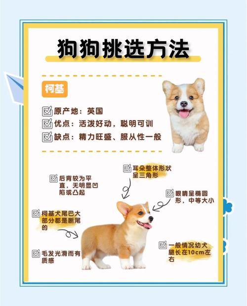选对狗狗品种,健康性格要记牢(到狗市上如何挑选狗) 选对狗狗品种,健康性格要记牢(到狗市上如何挑选狗)