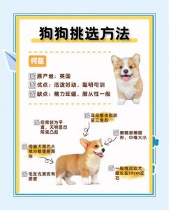 选对狗狗品种，健康性格要记牢（到狗市上如何挑选狗）