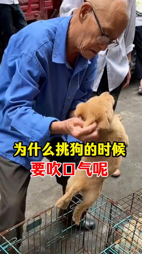 选小狗看眼神触感尾巴,合得来最重要(挑小狗怎么挑) 选小狗看眼神触感尾巴,合得来最重要(挑小狗怎么挑)