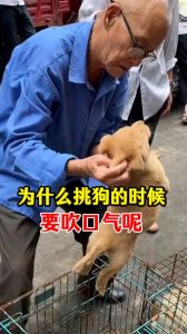 选小狗看眼神触感尾巴，合得来最重要（挑小狗怎么挑）