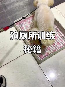 满月狗如厕难，观察信号，正确引导有奖（一个月大的小狗怎么教他上厕所）