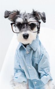 哈士奇德牧中华田园犬边牧（狗狗精选）