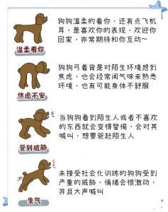 权力与服从的角色体验（小狗和主人圈子怎么玩）