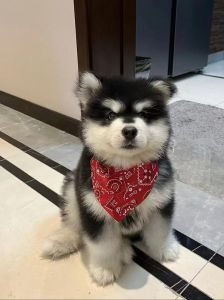 泰迪哈士奇金毛等（宠物狗图片大全）