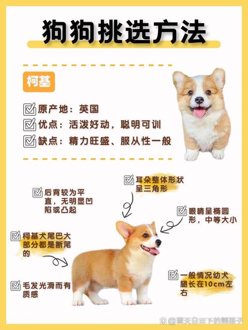 健康活泼亲人,适配环境选品种(怎么样选一只好狗) 健康活泼亲人,适配环境选品种(怎么样选一只好狗)