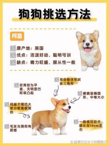 健康活泼亲人，适配环境选品种（怎么样选一只好狗）