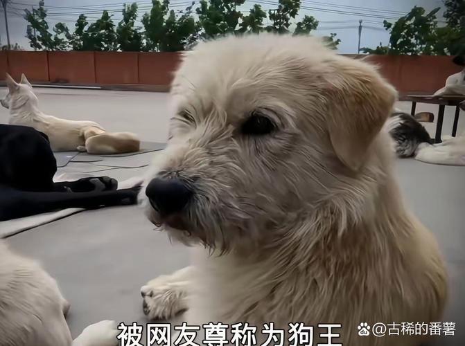 8条狗里谁当王?看先天后天谁更胜一筹(一窝8条狗里面有狗王吗) 8条狗里谁当王?看先天后天谁更胜一筹(一窝8条狗里面有狗王吗)