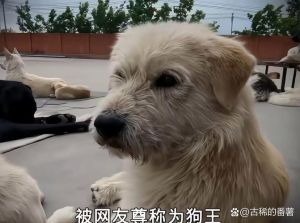 8条狗里谁当王？看先天后天谁更胜一筹（一窝8条狗里面有狗王吗）