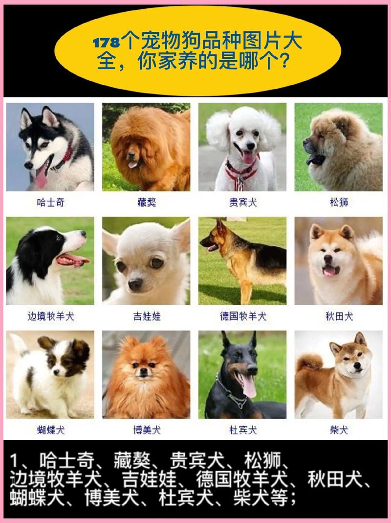 选适合你的狗狗(狗大全品种大全图片) 选适合你的狗狗(狗大全品种大全图片)