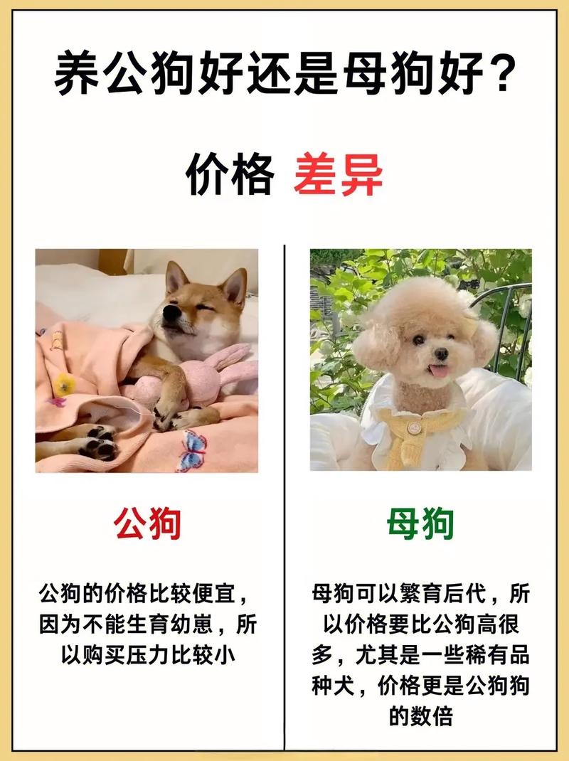 更热闹但成本精力双倍(两只小狗比一只好养吗) 更热闹但成本精力双倍(两只小狗比一只好养吗)