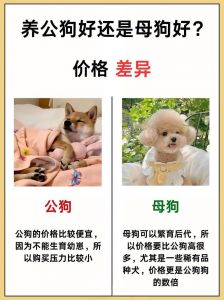 更热闹但成本精力双倍（两只小狗比一只好养吗）
