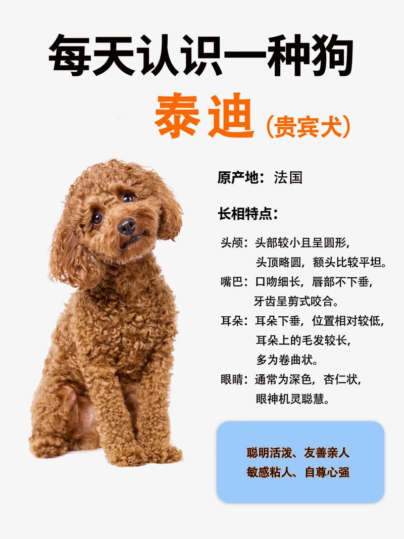 狗是财产也像家人,法律保护权益(宠物狗属于私人财产吗) 狗是财产也像家人,法律保护权益(宠物狗属于私人财产吗)