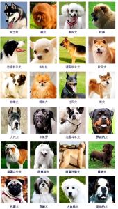 178种狗狗大集合，总有一款适合你！（178种狗狗品种大全）