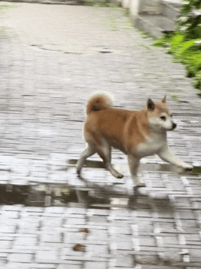 抖音柯基柴犬动图爆火,萌翻全网!(抖音狗子动图) 抖音柯基柴犬动图爆火,萌翻全网!(抖音狗子动图)