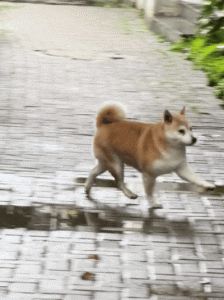 抖音柯基柴犬动图爆火，萌翻全网！（抖音狗子动图）