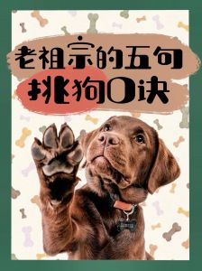 选小狗看反应识性格，健康活泼最重要（小狗抓起来怎么挑）