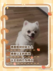 主人与犬的亲密互动与信任建立（小狗主人文化小众圈子）