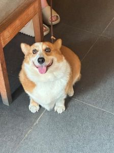 狗子外貌奇异变化多（换狗子长什么样）
