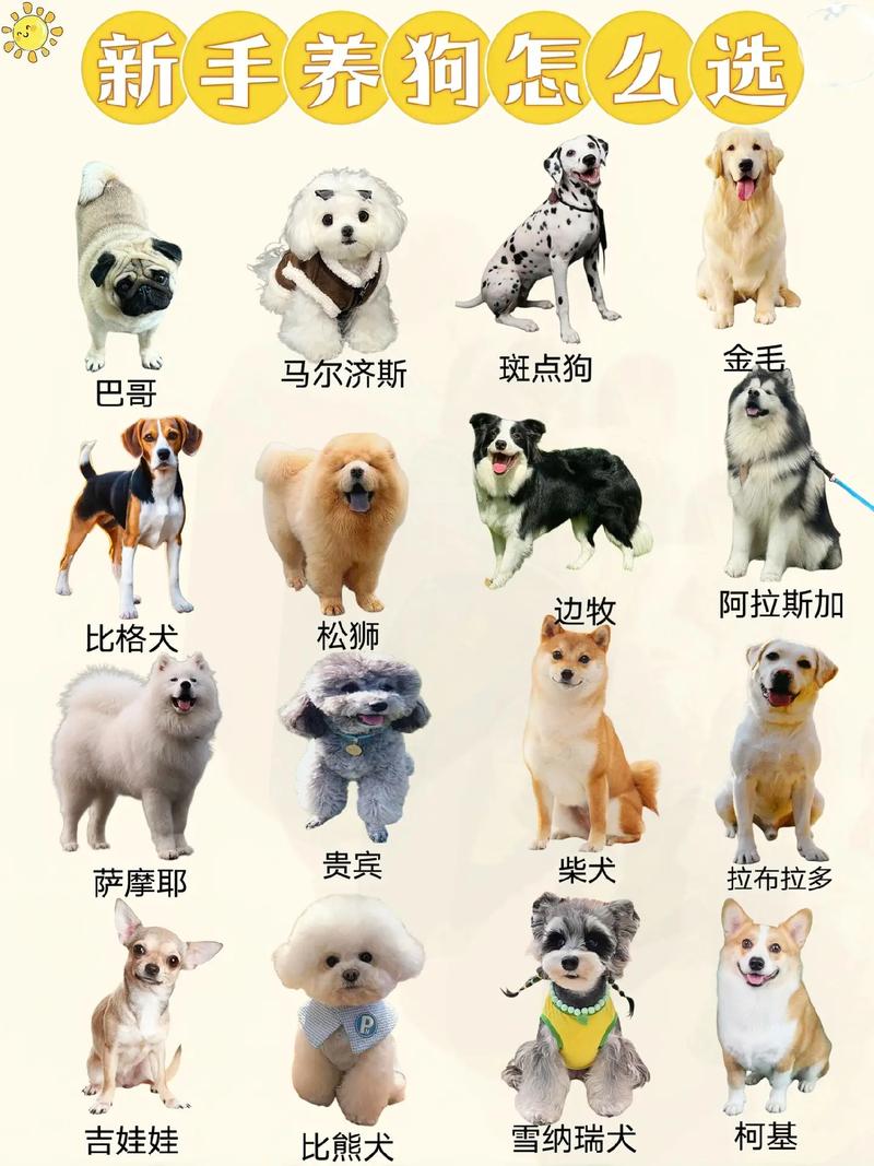 超小到超大型犬,总有一款适合你!(宠物狗狗品种大全图) 超小到超大型犬,总有一款适合你!(宠物狗狗品种大全图)
