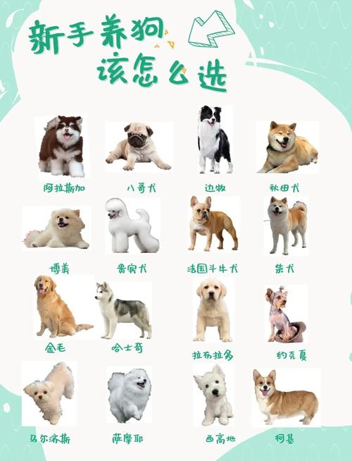 眼神平和笑容温柔耳朵干净肉垫柔软(怎么挑一只温顺的小狗?) 眼神平和笑容温柔耳朵干净肉垫柔软(怎么挑一只温顺的小狗?)