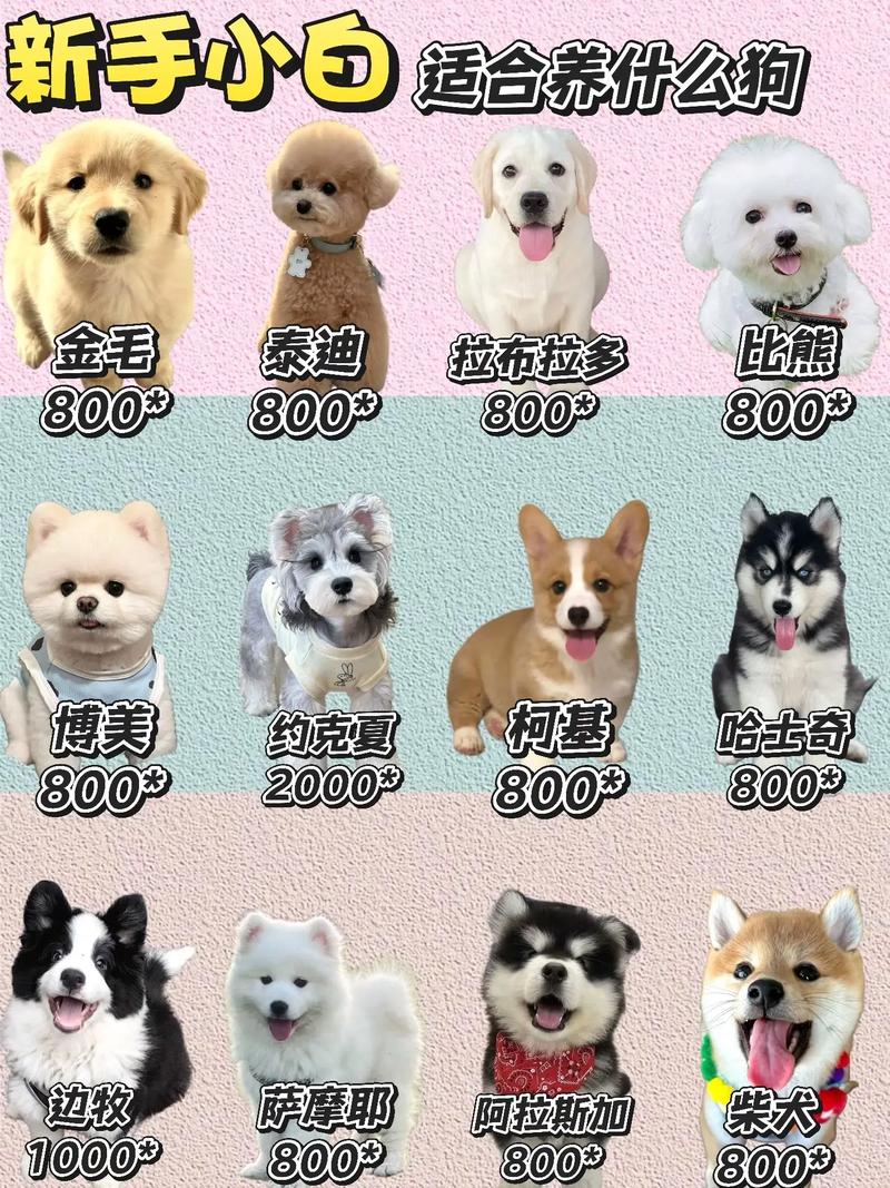 养狗幸福但也责任大,时间预算需考虑(怎么养狗新手入门) 养狗幸福但也责任大,时间预算需考虑(怎么养狗新手入门)
