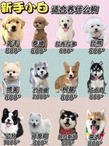 养狗幸福但也责任大，时间预算需考虑（怎么养狗新手入门）