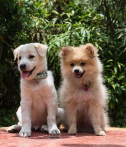 新手养大型犬，选温顺犬轻松养！（温顺好养的狗）