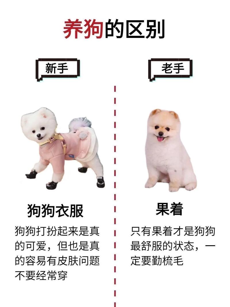 公安机关查处违规养犬伤人 农业农村部门负责防疫 物业协调巡查(养狗是哪个部门管) 公安机关查处违规养犬伤人 农业农村部门负责防疫 物业协调巡查(养狗是哪个部门管)
