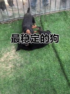 柴犬斜眼嘲讽，二哈呆滞懵懂，狗表情包解压又接地气！（狗里面有什么梗）