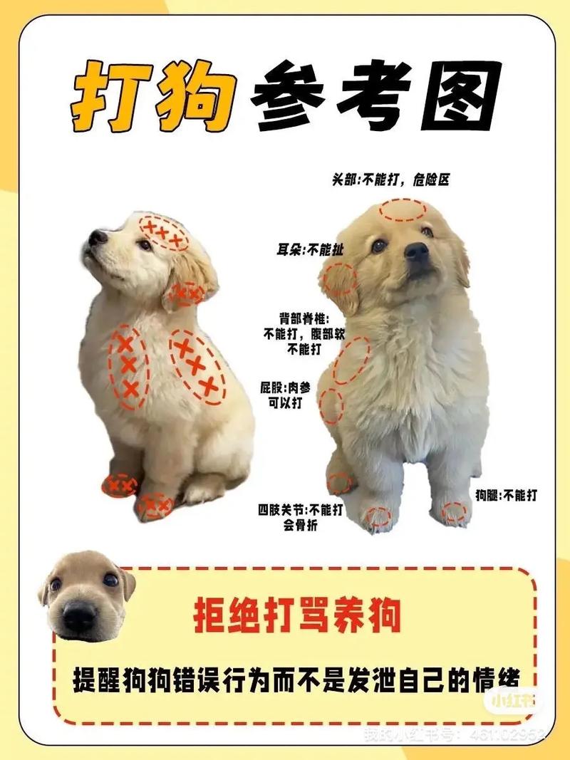 管教小狗不体罚,科学方法更有效(小狗不乖主人怎么惩罚) 管教小狗不体罚,科学方法更有效(小狗不乖主人怎么惩罚)