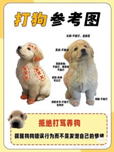 管教小狗不体罚，科学方法更有效（小狗不乖主人怎么惩罚）