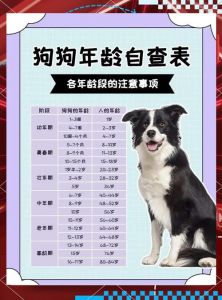 狗狗年龄计算有讲究，科学喂养更长久！（怎么看狗狗多大了）