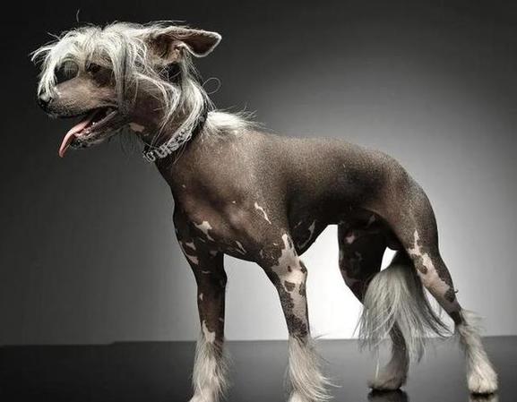 粘人犬种依赖性强,需多陪伴细护理(什么狗温顺粘人) 粘人犬种依赖性强,需多陪伴细护理(什么狗温顺粘人)