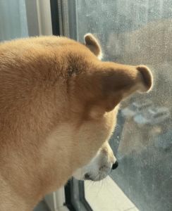 狗子夫妇网络误会引深思（狗子与我吃瓜是什么梗）