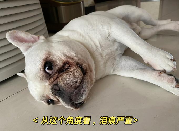 谁在欺凌谁在隐忍(阴湿小狗一碰就哭) 谁在欺凌谁在隐忍(阴湿小狗一碰就哭)
