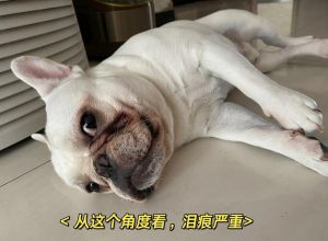 谁在欺凌谁在隐忍（阴湿小狗一碰就哭）