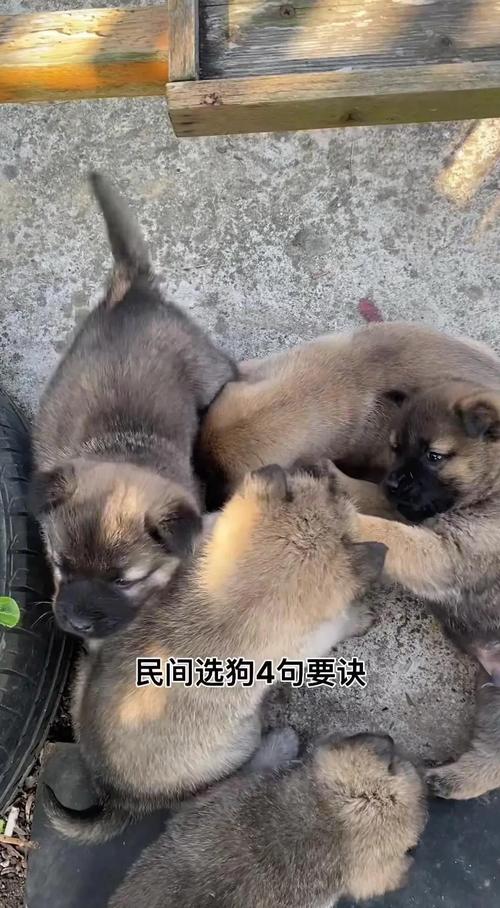 看胆量玩纸巾测智商选对它(挑狗人教学) 看胆量玩纸巾测智商选对它(挑狗人教学)