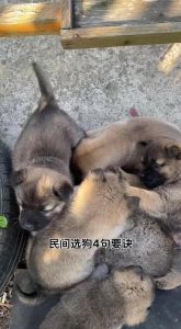 看胆量玩纸巾测智商选对它（挑狗人教学）