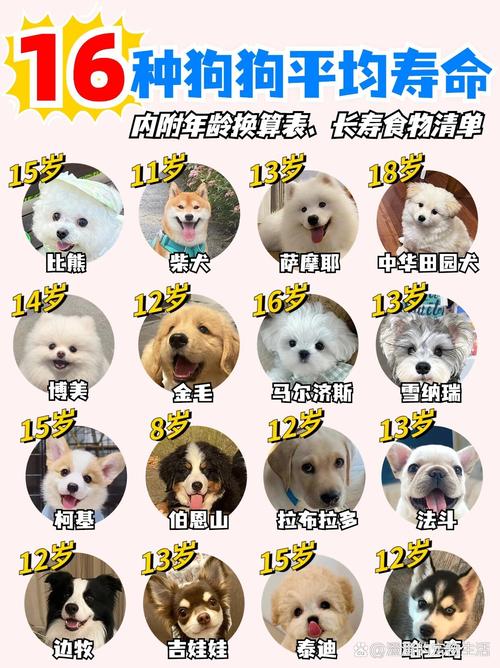 狗狗16岁≈84岁?寿命差异大,看毛发牙齿知年龄!(16年狗子相当于好多岁) 狗狗16岁≈84岁?寿命差异大,看毛发牙齿知年龄!(16年狗子相当于好多岁)