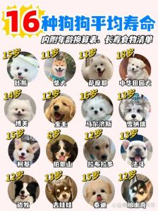 狗狗16岁≈84岁？寿命差异大，看毛发牙齿知年龄！（16年狗子相当于好多岁）