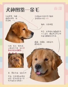 狗狗可爱惹人爱，忠诚守护给人安（喜欢小狗和大狗的什么心理特征）