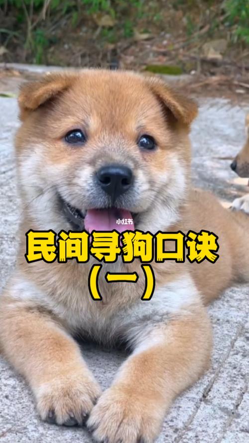 选狗看活力健康,老方法养狗简单有效(怎么选一条好狗) 选狗看活力健康,老方法养狗简单有效(怎么选一条好狗)