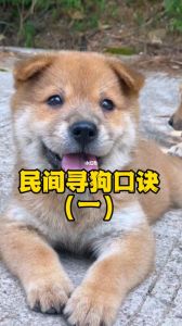 选狗看活力健康，老方法养狗简单有效（怎么选一条好狗）